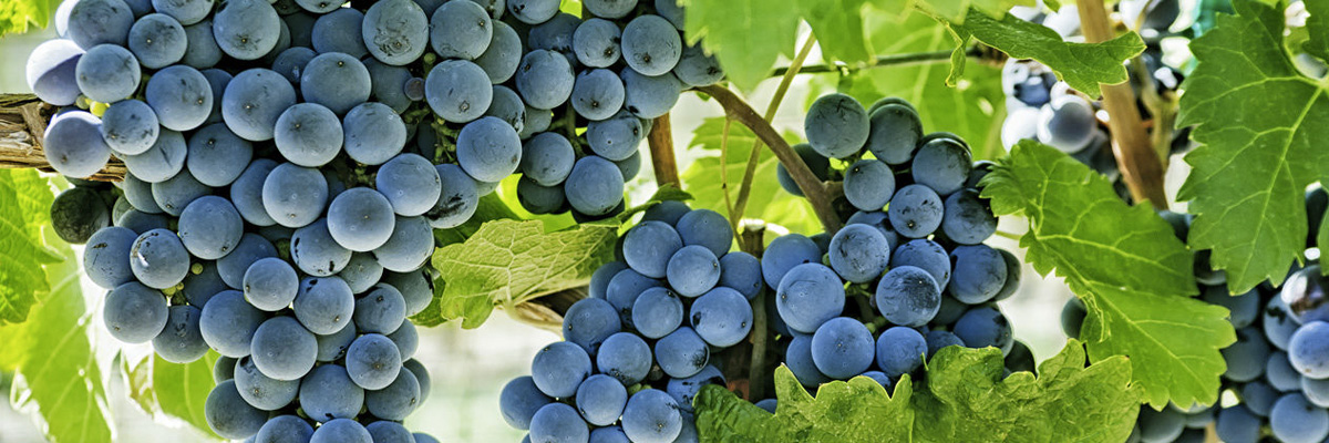 Как изменится виноделие и вкус вина в обозримом будущем