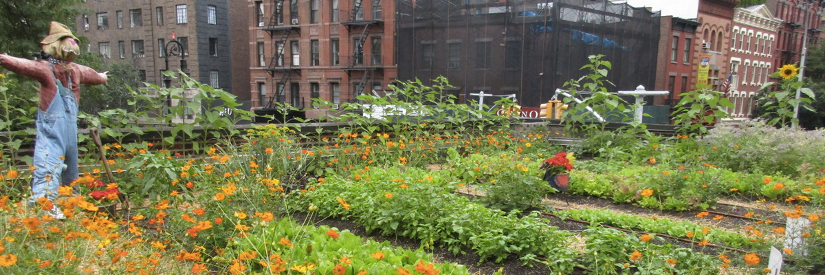 Вырасти сам: 6 городских ферм на крышах