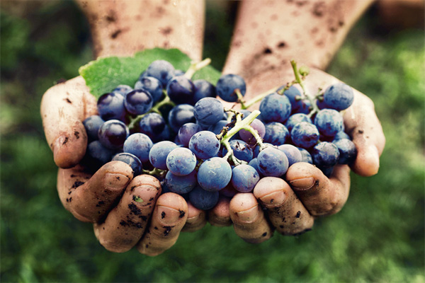 Второе рождение винограда: мука с ароматом вина