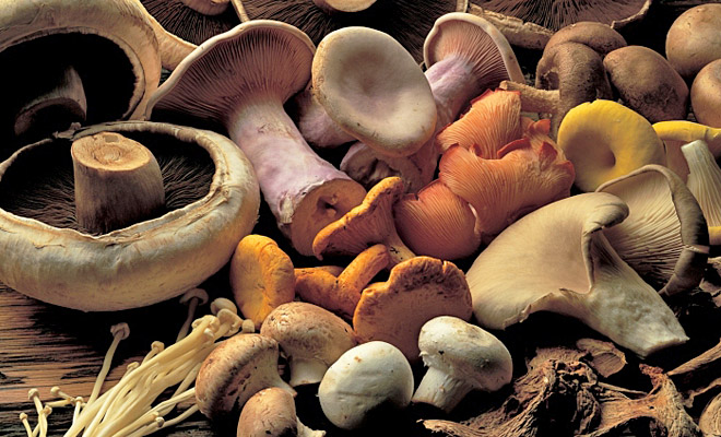 Секреты грибов, которые не знают даже заядлые грибники