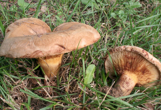 Ядовитые грибы, которые надо знать 
