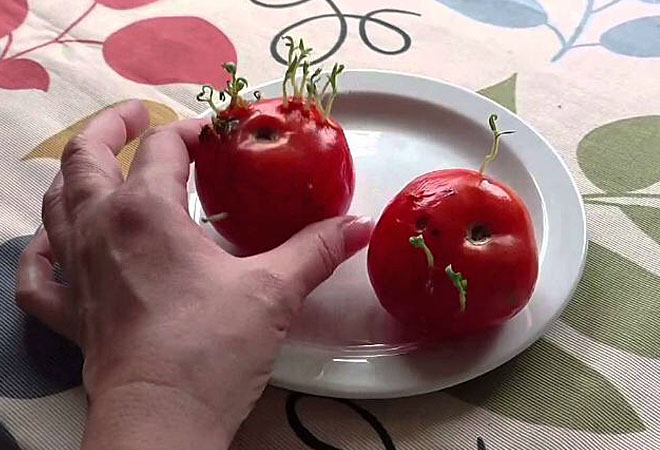 Как определить помидоры с ГМО