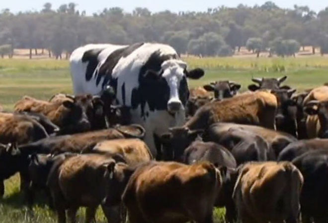 Огромный бык из Австралии далеко не самый большой в мире