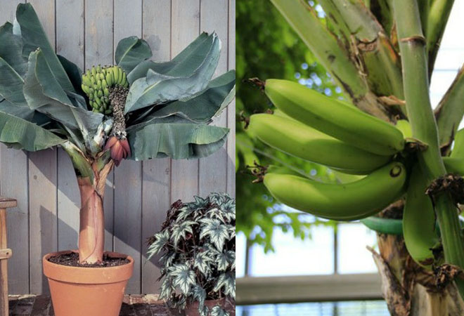 Как вырастить бананы в квартире