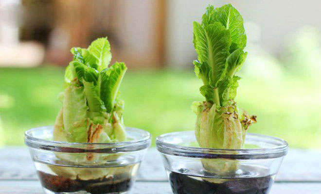 Растим зелень дома: салат всегда свой и свежий