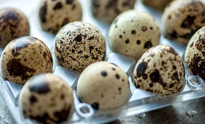 Яйца с фермы: сравниваем пользу перепелиных с куриными
