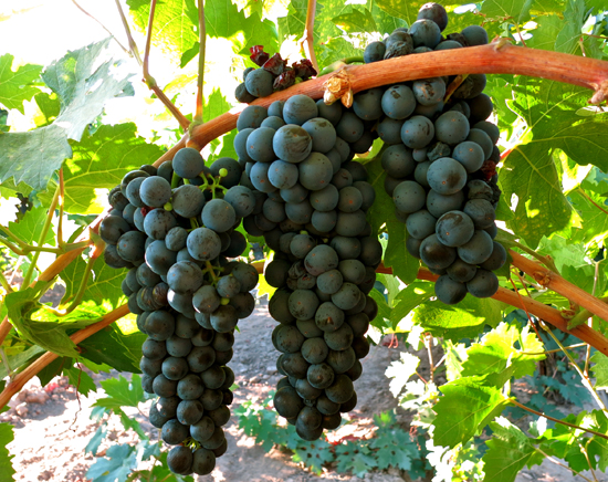 Винная ягода. Главные винные сорта винограда, которые надо знать