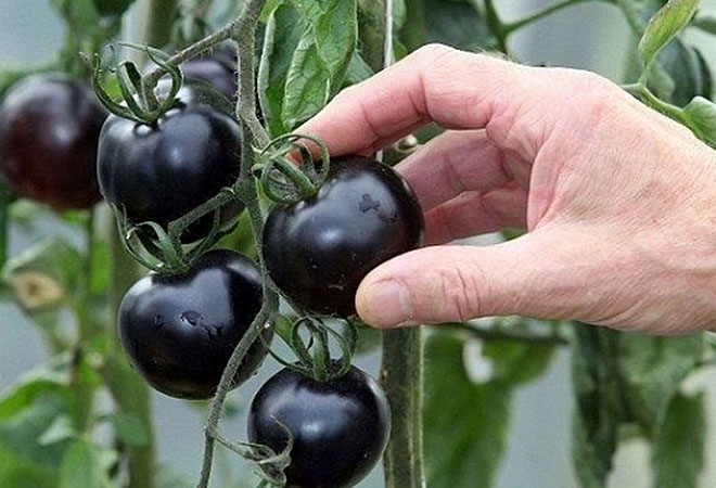 Странные овощи, о которых вы даже не слышали