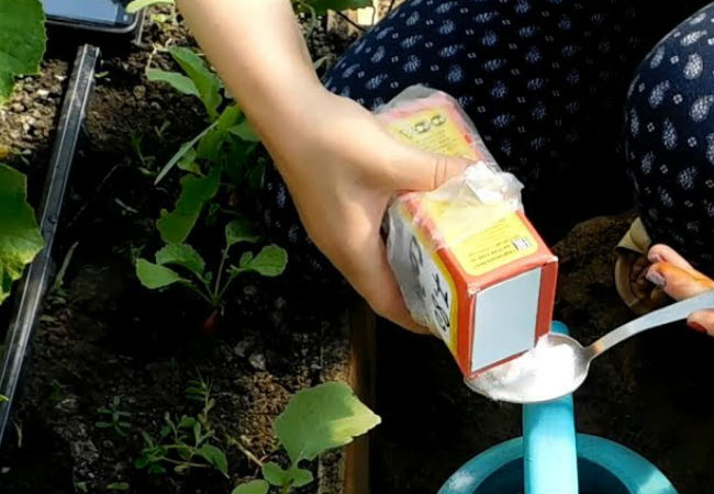 Сыпем пищевую соду в землю
