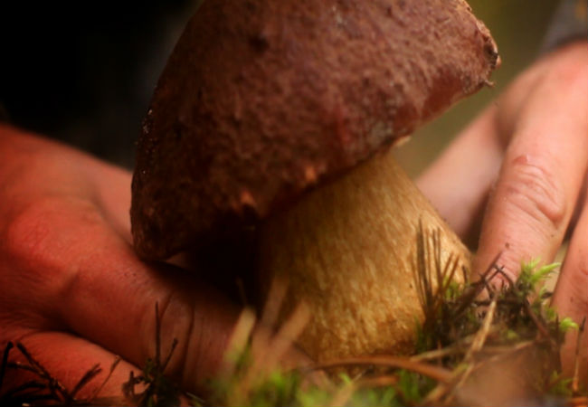 Срезаем грибы чтобы не портились: правила лесников