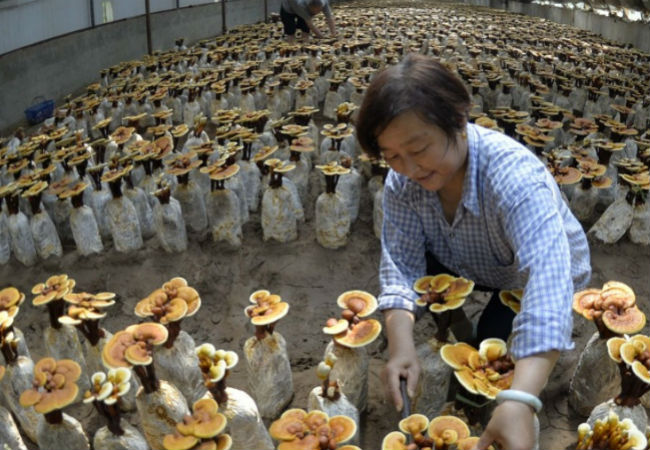 Китайские грибы: подделка уже на рынках
