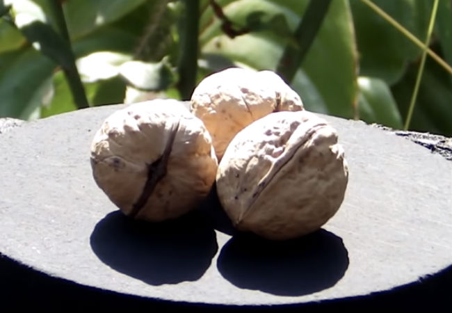 Чистим миску грецких орехов: с кило получили больше 500 граммов