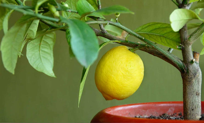 Выращиваем лимон из косточки дома. Через 2-3 года дома будет небольшое дерево