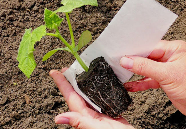 Огурцы прорастают за 12 часов: кладем семена в бумажное полотенце и оставляем на ночь