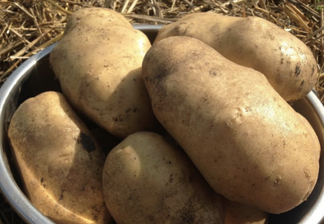 Ведро крупной картошки с одного куста: выращиваем под соломой