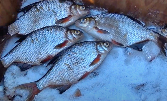 Сухой посол рыбы: кладем в ящик и засыпаем солью
