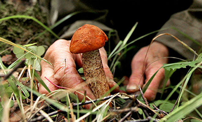 Собираем грибы по совету лесника: если выкручивать ножку, то они лежат дольше и не портятся
