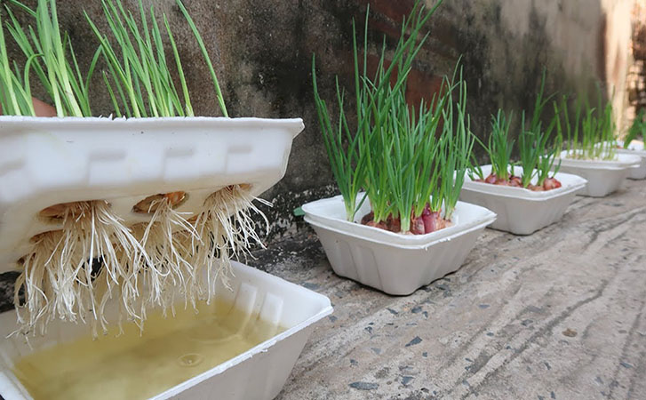 Растим зеленый лук в пластиковой посуде без земли: в первую льем воду, а во второй делаем отверстия