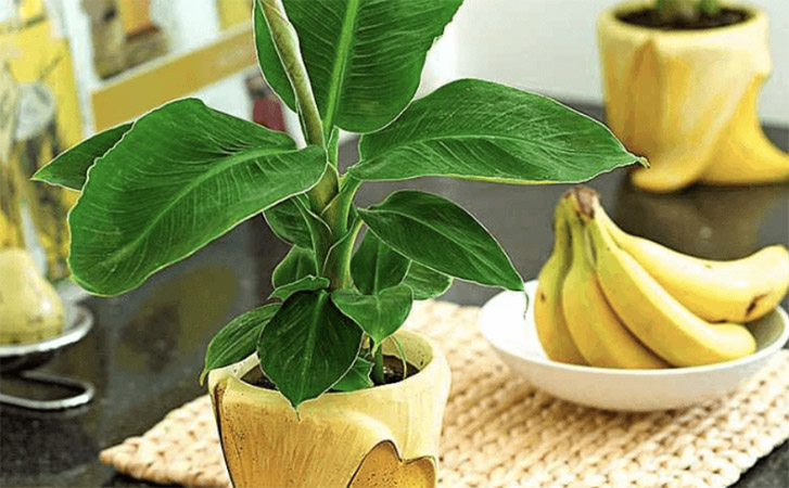 Выращиваем банановое дерево дома: саженцы проросли из мякоти магазинного банана