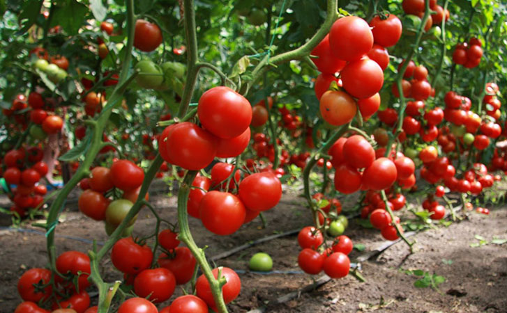 Как сажают помидоры в Китае: рассаду черенкуют, и урожай приходит на месяц раньше