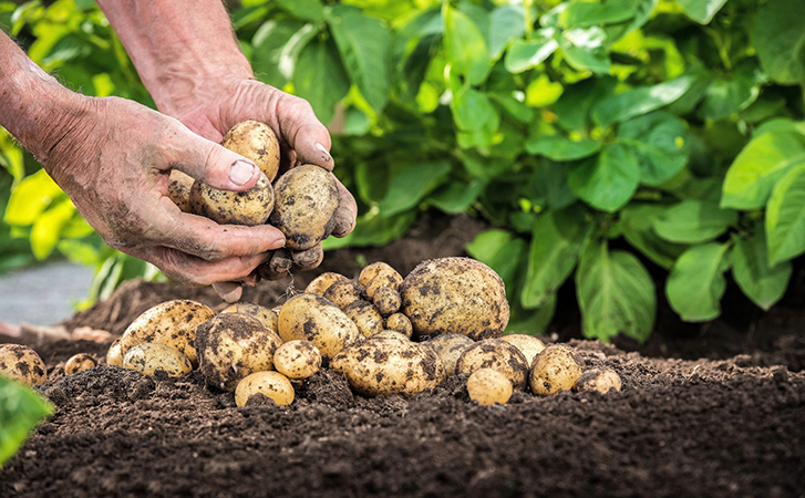 Сажаем картофель не сразу в огород, а как рассаду. Урожай придет на месяц раньше