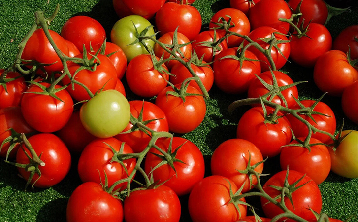 Продлеваем сезон сбора помидоров в августе: немного золы в полив, и поздние томаты не покроются пятнами