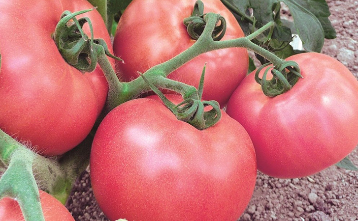 Китайский способ растить помидоры. Его используют, когда почти нет земли, а потом все равно не знают, куда девать урожай