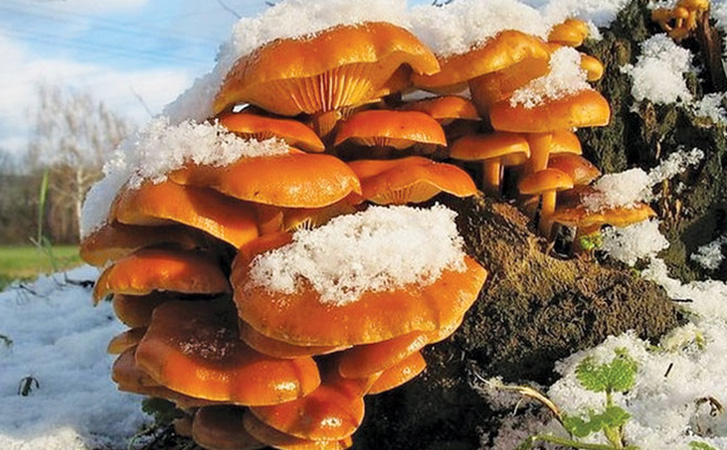 Поздней осенью можно тоже собирать грибы, которые все еще есть под снегом. Виды зимних грибов