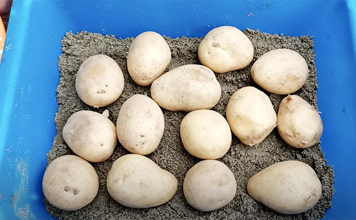 Картошку можно вырастить на балконе в ящике и собрать урожай. Видео: от рассады до жарки на сковороде