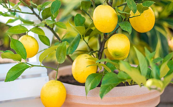 Растим лимон из косточки в городской квартире. За 2-3 года у нас появляется дерево
