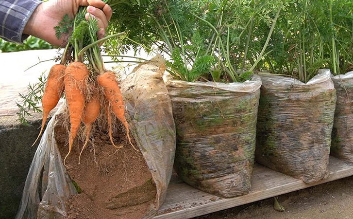 Растим морковь на балконе в целлофановых пакетах. Ухода почти не требуется и 2 урожая в год
