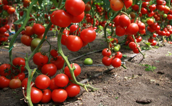 Сажаем помидоры не прямо в грунт, а в ведра. Урожая будет больше, а болезней куста меньше