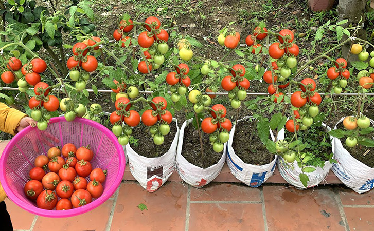 Высаживаем помидоры прямо на балконе. ухода минимум и урожай 2 раза за сезон