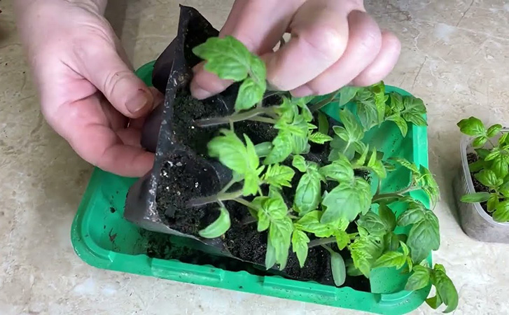 Растим помидоры в пластиковой коробке на подоконнике: всходы через 3 дня, урожай в июне