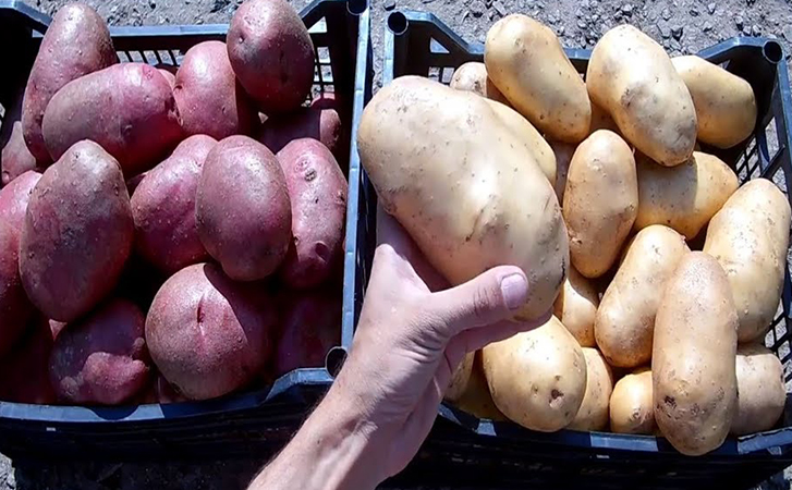 Секрет урожая картошки по ведру с 1 куста: используем на грядках солому