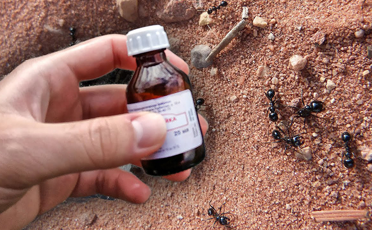 Фермер подсказал, как выводит с дачи муравьев: помогает смесь из воды и перекиси водорода