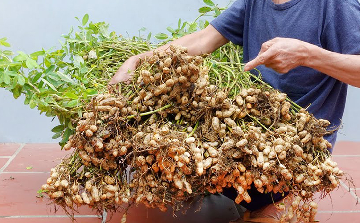 Выращиваем арахис не выходя из квартиры. За 3 месяца можно получить 5 килограмм орехов с куста