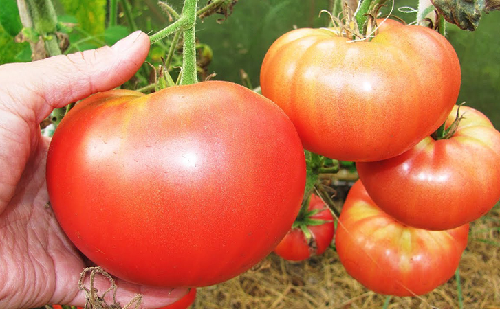 Ускоряем созревание томатов на 10 дней. Берем булавку и прокалываем незрелые помидоры около плодоножки