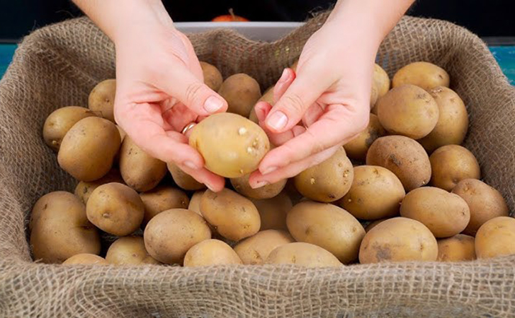 Сохраняем картофель до весны в идеальном состоянии: не прорастает, не размякает и не портится