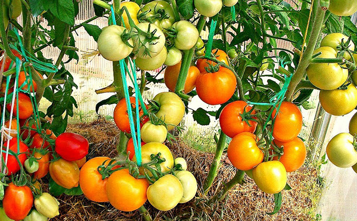 Посадка помидоров по два саженца в одну лунку: совет огородника для двойного урожая