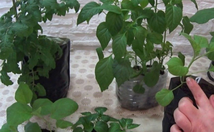 Китайский способ выращивания рассады для помидоров. Урожай получается вдвое выше традиционной российской посадки