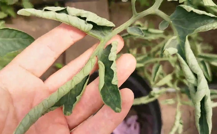 Скрученные листья помидоров: как они влияют на урожай. Наблюдения и совет огородника