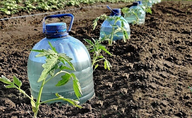 Автополив грядок из пластиковой бутылки простой способ забыть про полив на месяц