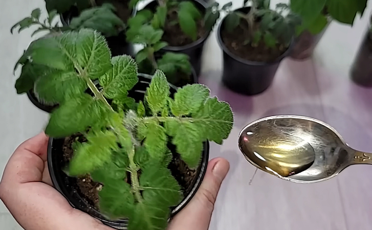 Майская подкормка для помидоров, перцев и рассады. Капля йода и даже в холода будет идти в рост