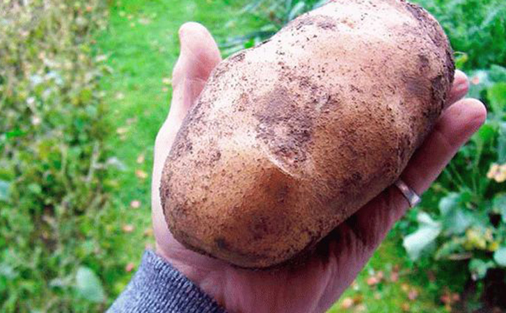 Повышаем урожай картофеля за август. Срезаем ботву раньше выкапывания клубней