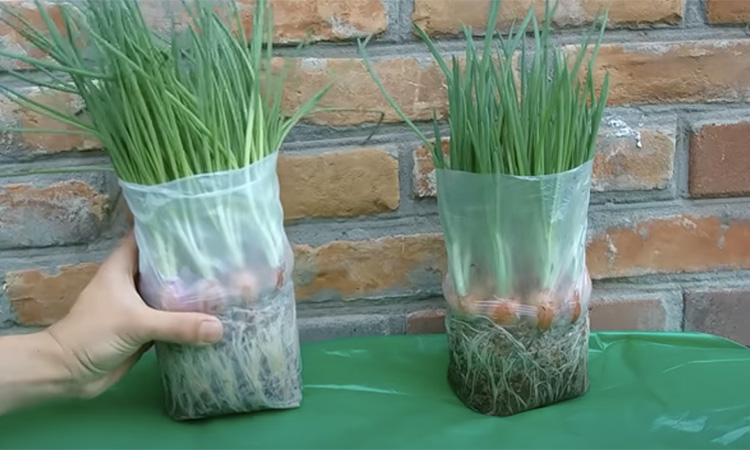Зеленый лук на перо на подоконнике: растим в бутылке и пакете без лишнегоухода