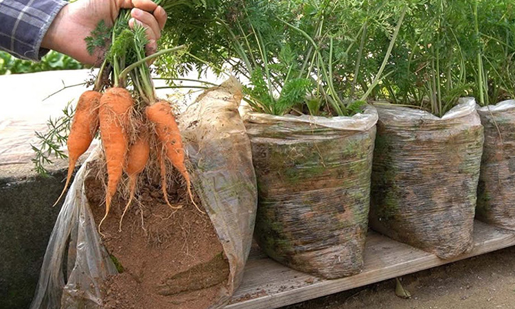 Растим морковь на балконе в целлофановых пакетах. Ухода почти не требуется и 2 урожая в год