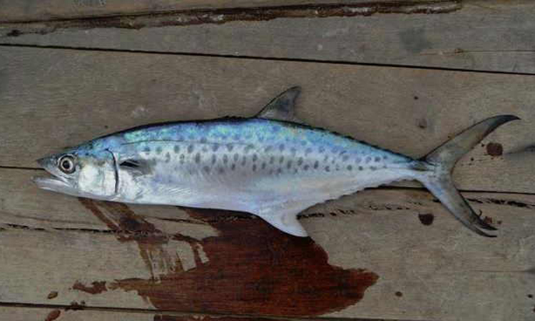 Рыба кафельник как выглядит - описание, фото, особенности и поведение