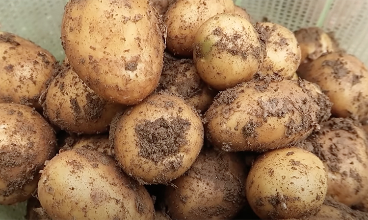 Выращивание картофеля в домашних условиях. Сорт Хибинский ранний картофель. Картошка дома. Картофель домашний сорт света на. Картофельный дом.