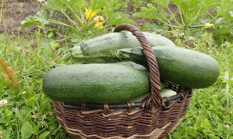 Замариновать кабачки быстро на стол